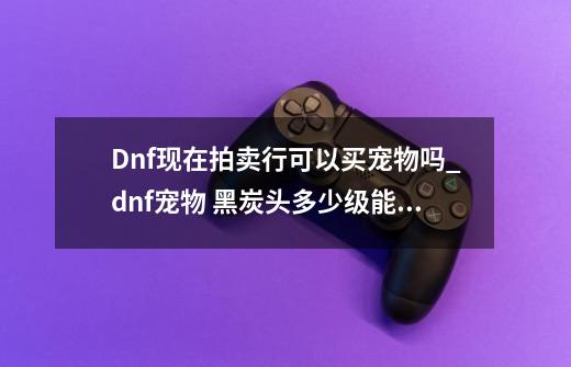 Dnf现在拍卖行可以买宠物吗_dnf宠物 黑炭头多少级能使用技能-第1张-游戏-拼搏